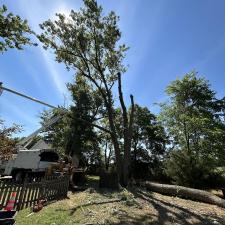 Tree-Removal-and-Sawmill-Services-project-in-Sudlersville-MD 10